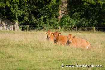 More investment needed for UK beef farmers &#39;before it&#39;s too late&#39;