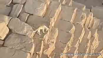 Astonishing moment a dog is spotted at the top of 455ft Great PYRAMID of Giza after climbing up to bark at birds