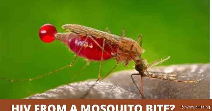 Can HIV be transmitted by mosquitoes?