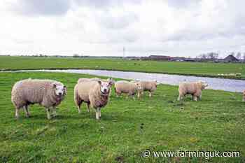 New variant of bluetongue virus identified in sheep in Netherlands