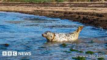 Seal hurt by fishing line released back to sea