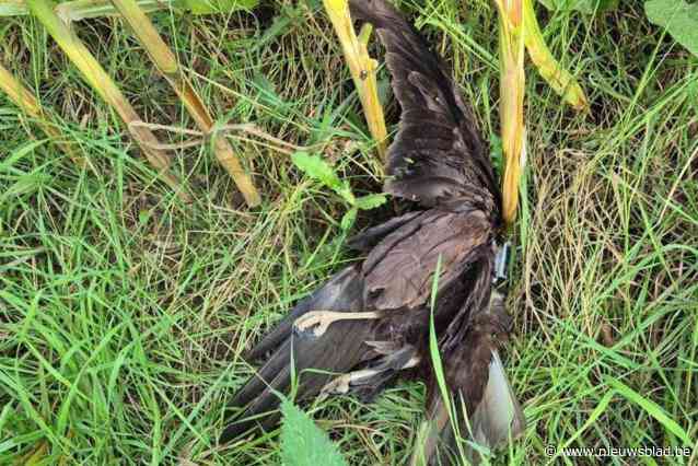 Jager knalt grootgebrachte en gezenderde roofvogel uit Vogelopvangcentrum Oostende neer: “Een prachtig bedreigd dier werd genadeloos afgeschoten”