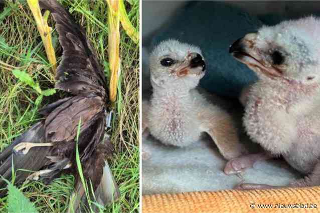 Jager knalt grootgebrachte roofvogel uit vogelopvangcentrum neer: “Hij heeft zijn voet op de zender gezet en het dode dier aan de kant gegooid”