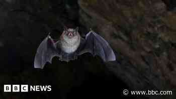 Bats turn former coal mines into breeding ground