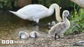 Baby swans killed in 'callous' attack