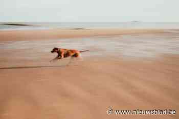 Honden opnieuw welkom op strand