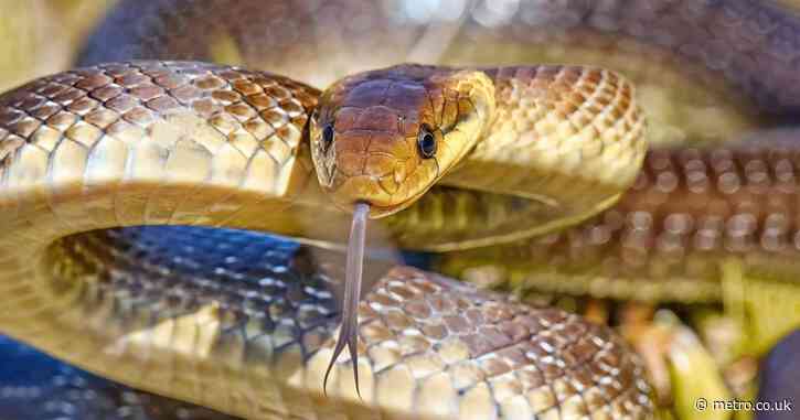 Two-metre-long snake is breeding in UK living in attics and walls