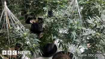 Arrests after cannabis farm found in police raid