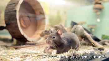 Auslauf oder Laufrad: Was braucht mein Hamster?