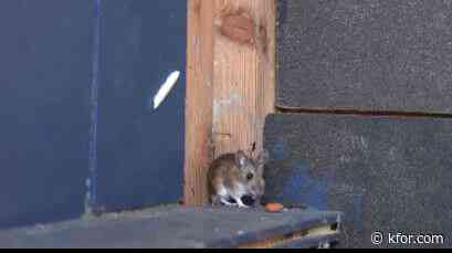 Pest companies see increase in mice, rat infestation in the metro