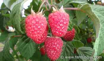 &#163;1m project to tackle economic issues plaguing UK raspberry growers