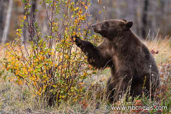 Parasitic outbreak in North Carolina traced to undercooked bear meat, CDC says