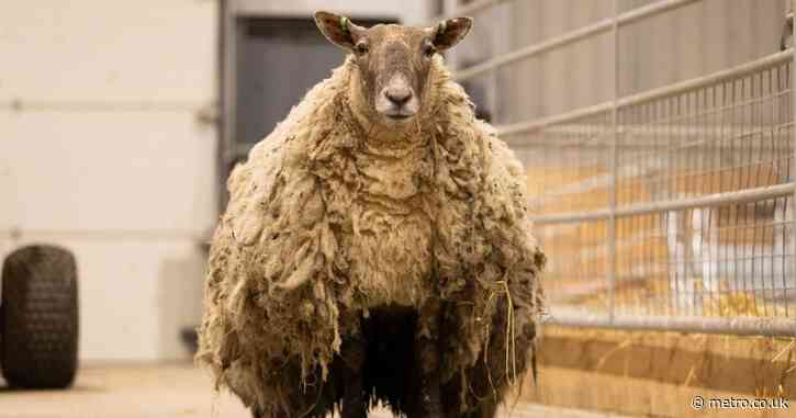 Britain’s ‘loneliest sheep’ has forgotten how to be a sheep