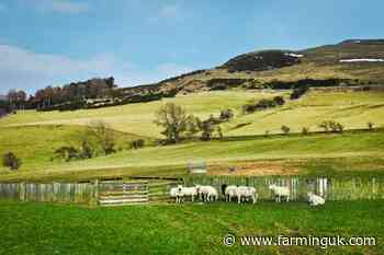 Scottish farm leaders seek clarity on post-Brexit funding split