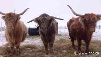 Highland games: Scammers stealing photos of popular cattle breed for online fraud scheme