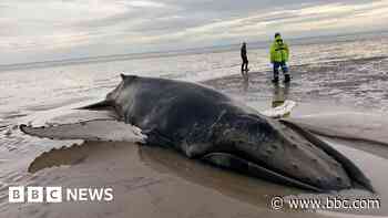 'Hopes high' for stranded humpback whale after it is refloated