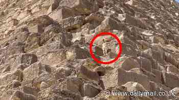 Down boy! Moment dog casually descends 480ft Giza pyramid after paraglider spotted the hound barking at birds on top of the ancient landmark