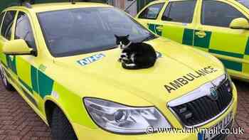 Victory for beloved ambulance station cat Defib as manager reverses decision to have him rehomed over 'allergy concerns'