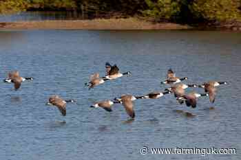 Defra raises avian influenza risk level in wild birds to medium