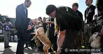 Prince William makes cheeky Aston Villa quip as excited dog leaps on him at event