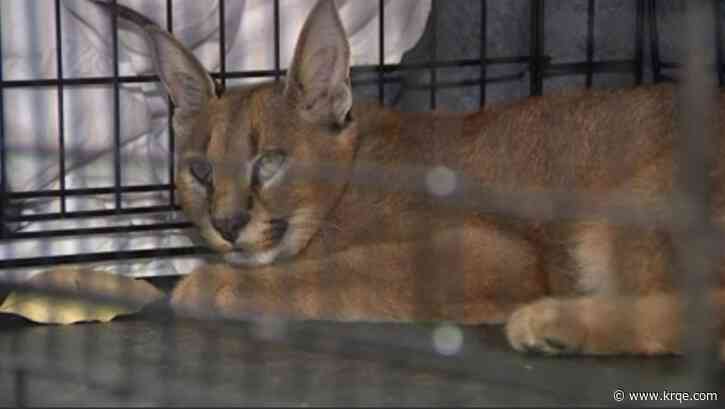 Wild cat native to Asia and Africa caught in Chicago suburbs: 'Can kill a small child'