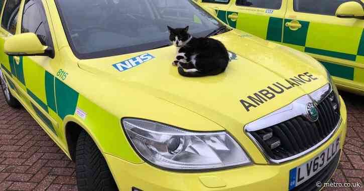 Cat who lived at ambulance station for 15 years saved from eviction