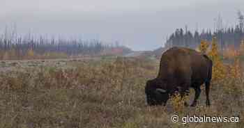 Manitobans caught up in illegal bison hunt thanks to social media post, RCMP say