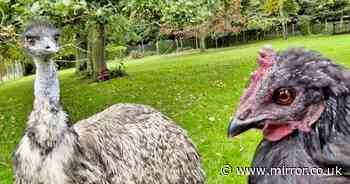 Chicken takes on tough new role for adorable emu abandoned by its parents