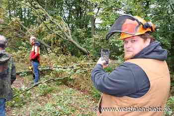 Buche im Schlieffenwald gesprengt