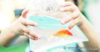 RSPCA calls for ban on goldfish being offered as prizes at funfairs