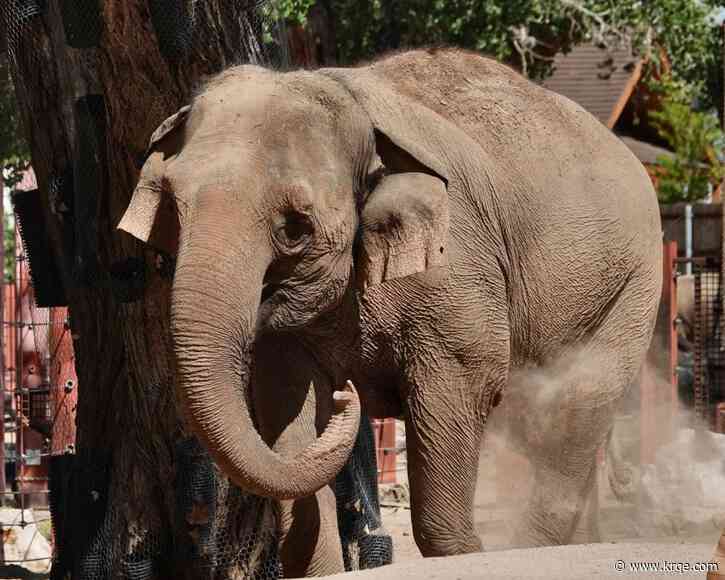 ABQ BioPark preparing for elephant to give birth