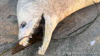 Ghastly sea creature washes up on Southern California beach