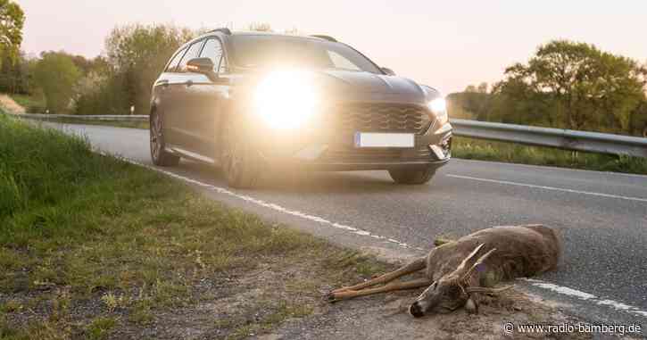 Gefahr von Wildunfällen in der dunklen Jahreszeit