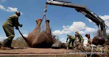 Kenia verplaatst 50 olifanten om overbevolking in reservaat en schade daarbuiten te verminderen