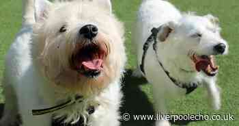 Ten pint-sized pups in need of new homes in Merseyside