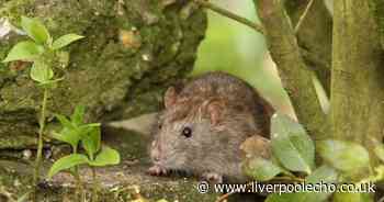 Rats and mice drawn to gardens by one plant this autumn