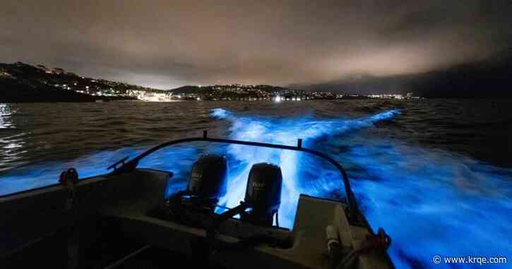 WATCH: Dolphins swim through neon blue bioluminescent waters off San Diego