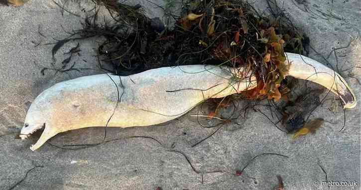 Ghastly sea creature washed ashore compared to Loch Ness monster species