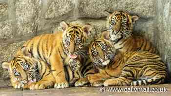 Tiger joy! Zoo lets closely-guarded secret slip at last by announcing birth of four rare critically endangered cubs