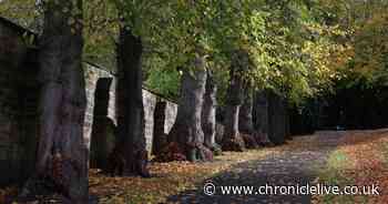 I visited a popular Gateshead park to see what it has to offer in the autumn months