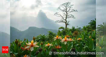 More than 20% of Earth's plant species found only on islands and time is running out to save them