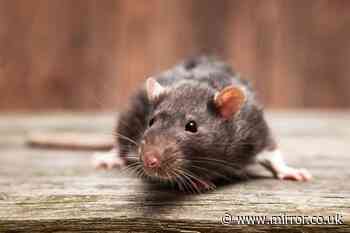 One natural item will 'irritate' rats and mice so much they'll stay out of your home for good