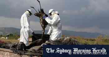 Wildlife emergency: Australia prepares for bird flu onslaught