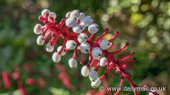 Urgent warning over 'nightmarish' poisonous plant with deadly 'eyeballs' spreading across the US