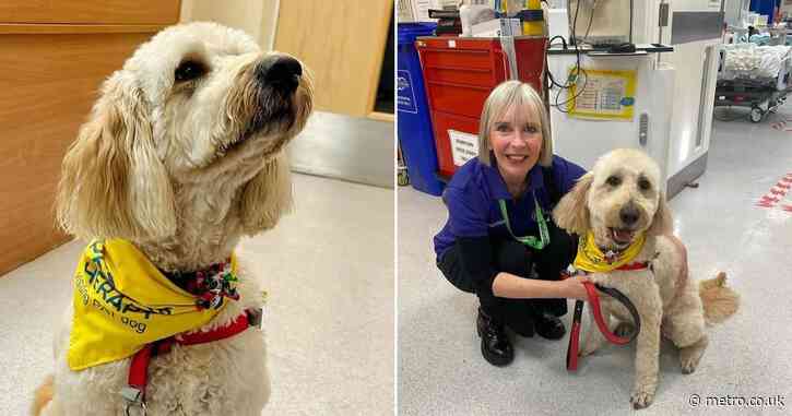 Fred the therapy dog named the happiest pet in the UK