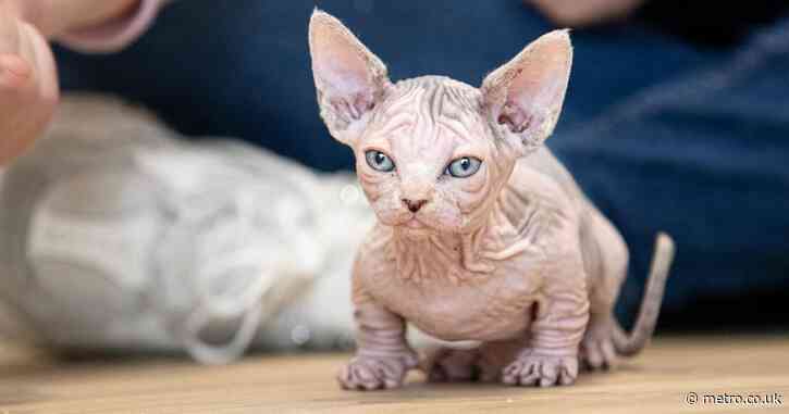 Animal experts issue fresh warning over mutant ‘bullycats’