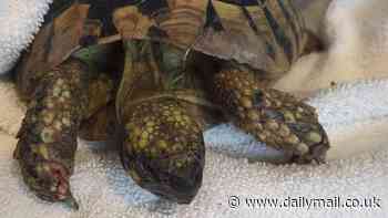 Shell-shocked! Tortoise Pee-wee rescued after accidentally falling through glass crusher at recycling site