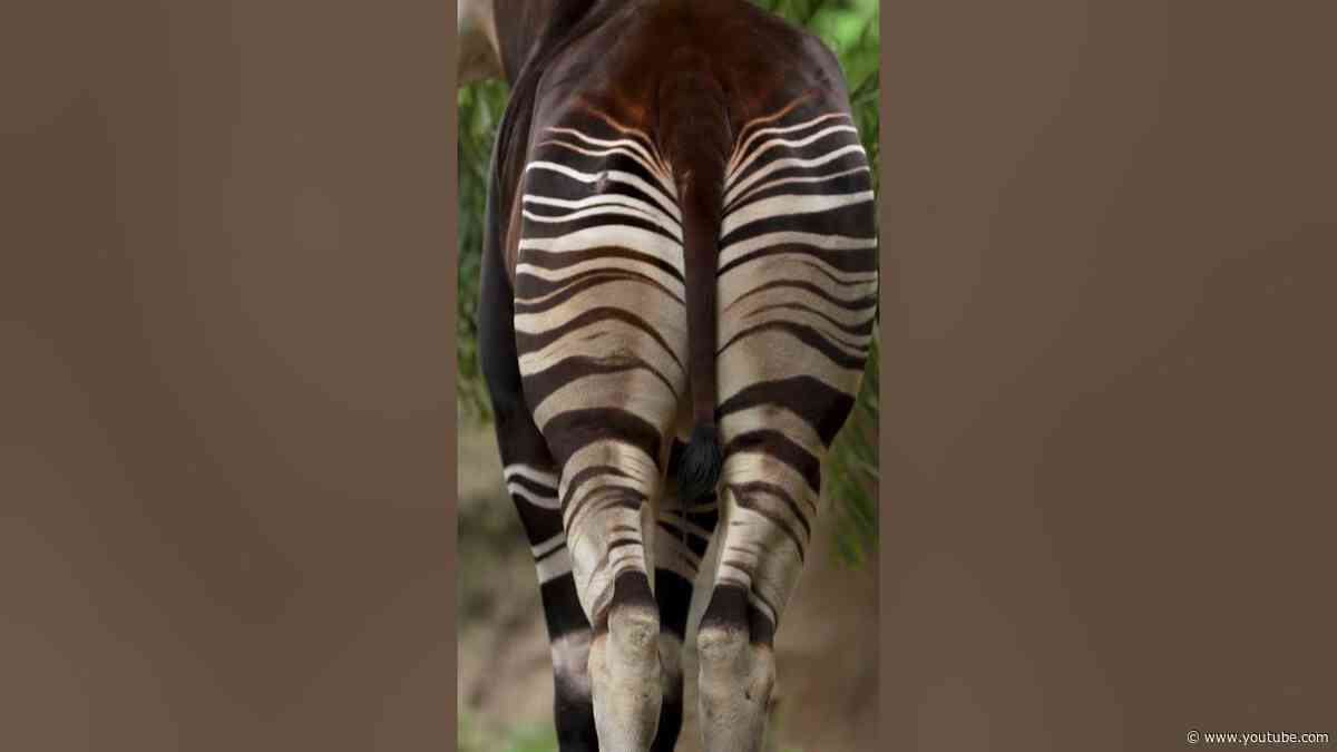 Strapping on our fanciest stripedy boots to celebrate World Okapi Day 💚