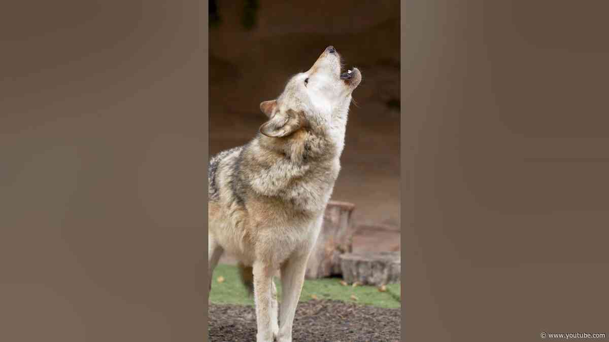 Happy howl at the moon season 🌙