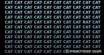 Just 3 percent of people can find the rat in this sea of cats in less than seven seconds